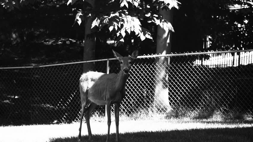 Black and white still look at a friendly doe.