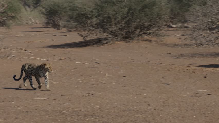 two female leopards fighting in an open space.