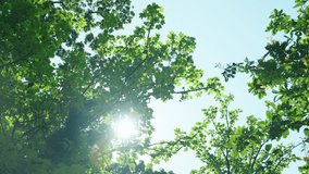 Panoramic view of high trees green foliage. Sun rays coming through the tree leaves. - Powered by Shutterstock - Get 15% off with code: PIKWIZARD15