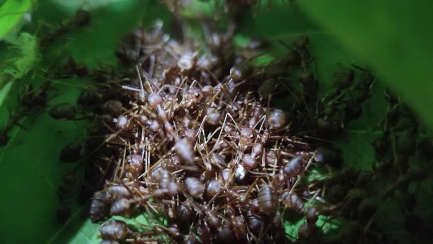 Weaver ants gather in the nest and are active