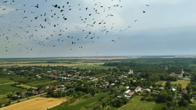 Aerial close up video of flying flock of field crows. Jackdaws and rooks in flight filmed from a drone. Ravens and blackbirds flying in a massive murmuration formation. Corvus footage in flight. - Powered by Shutterstock - Get 15% off with code: PIKWIZARD15