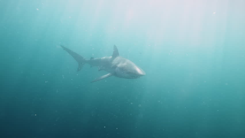 Sand tiger shark Carcharias taurus closeup full body shot, gray nurse shark, spotted ragged-tooth shark with school of horse eye jack underwater in sea. White dangerous shark. Marine nature sea animal