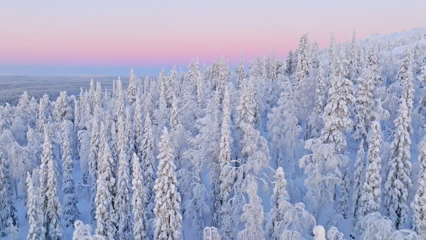 Drone flying in middle of snowy forest, Kaamos colors of Lapland, winter day