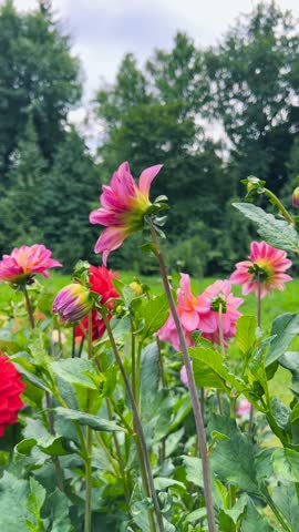 Dahlia pinnata flowers buds in a summer garden. Vertical video.