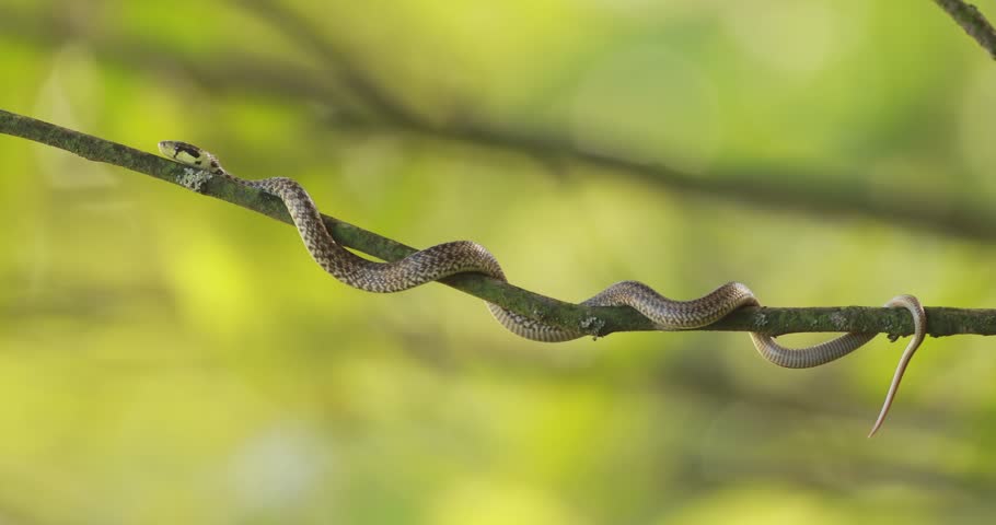 Juvenile aesculapian snake (Zamenis longissimus) slithering on a tree branch 