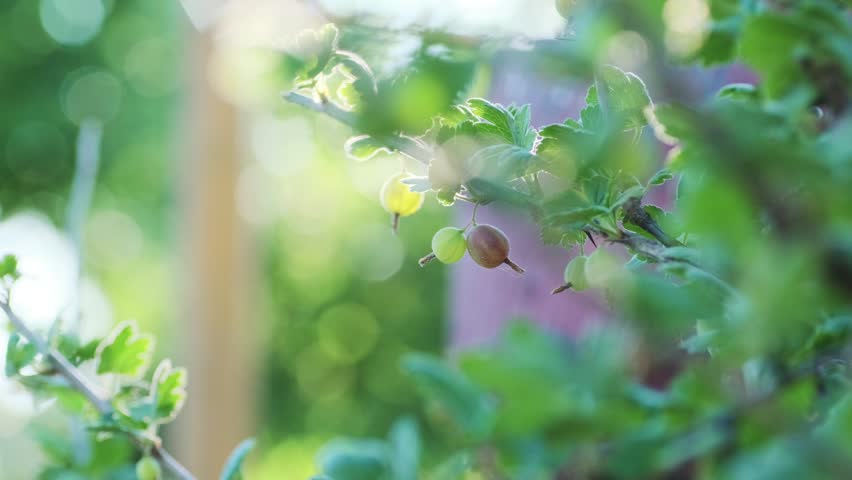 A Branch of Gooseberries Basks in Summer Sun