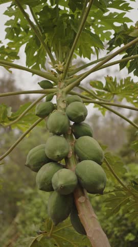 A Close-up vertical shot of many green papayas on the tree