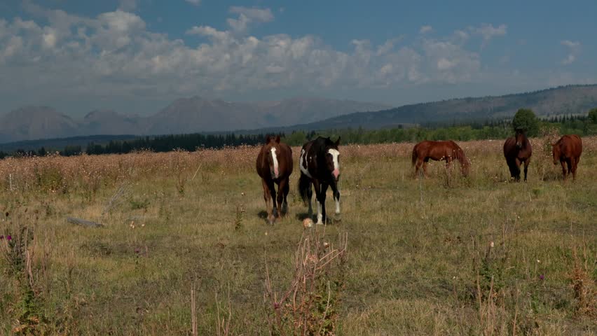 A pair of beautiful horses stroll together through an open field near Tetons National Park in eastern Wyoming.