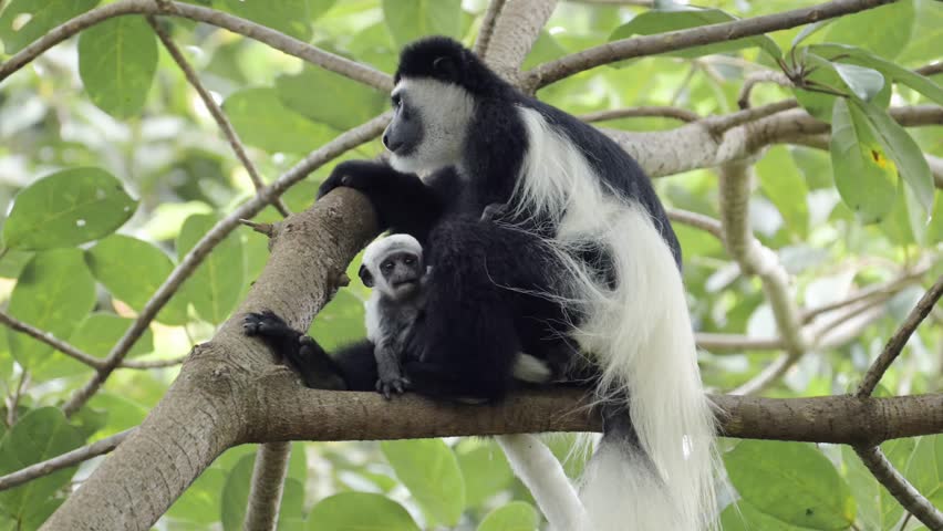 Baby Monkey and Mother in Forest Trees in Africa, Black and White Colobus Monkeys in Kilimanjaro National Park in Tanzania on an African Wildlife and Animals Safari, Monkeys in Trees