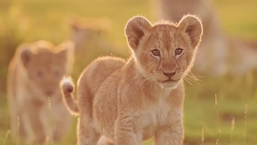 Slow Motion Cute Lion Cubs at Sunset in Serengeti, Tiny Small Young Newborn Baby Lions, African Animals and Wildlife in Tanzania in Africa on Safari in Beautiful Orange Golden Sunlight