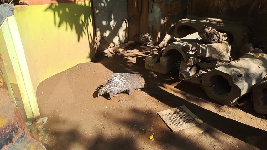 Blurred video background of the situation in a Javan porcupine enclosure at the zoo, some of them are walking around their enclosure. Javan porcupines are protected animals in Indonesia.