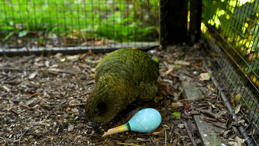 A stunning Alpine Parrot in captivity uses its strong beak to get food from a toy