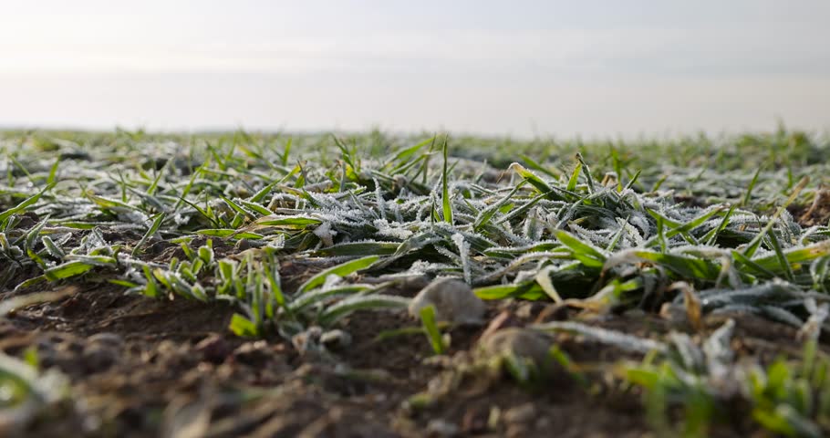 frozen in winter, green young frost-resistant wheat, a new crop of wheat resistant to cold in winter in frost