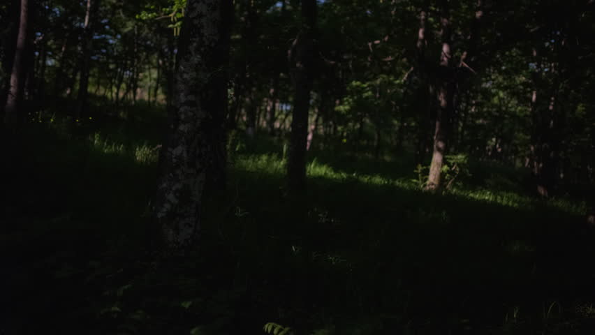 Enchanting Firefly Dance: Moonlit Forest Timelapse (Luciola parvula)