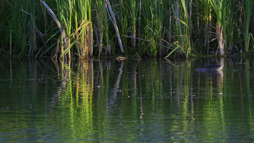 Morning at Elk Island National Park: Mallard Ducks and Aquatic Birds
