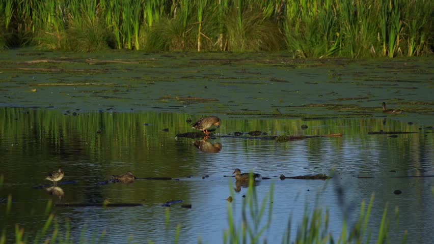 Morning at Elk Island National Park: Mallard Ducks and Aquatic Birds