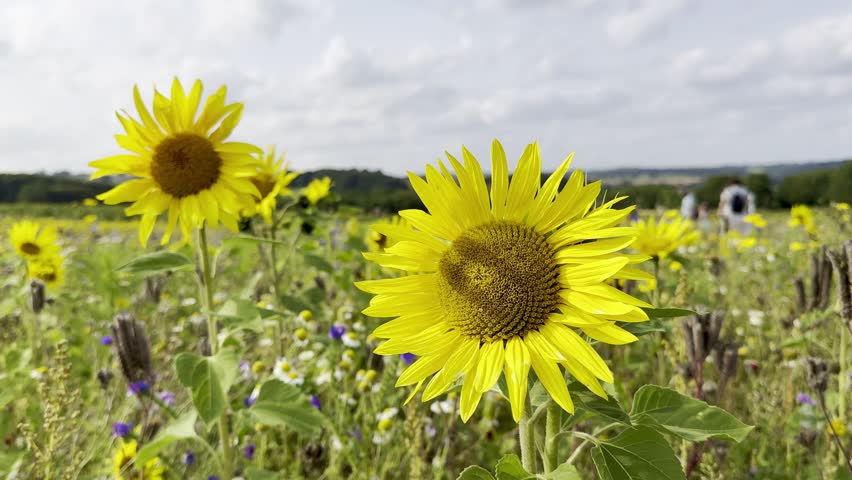 Beautiful Sunflowers at Chesterfield Barlow Fields
