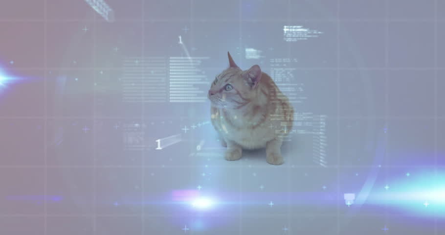 Shutterstock Video