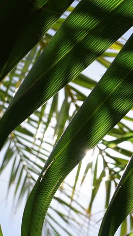 Vertical video of sun rays filter through the green palm leaves, creating a relaxing and joyful summer atmosphere