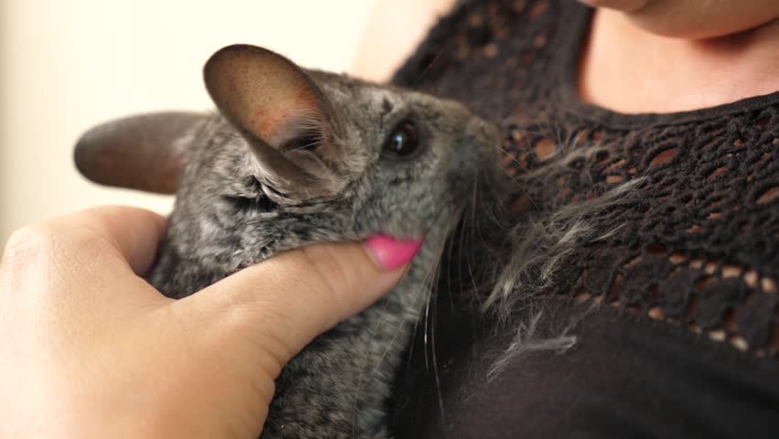 People care for and play with chinchillas.