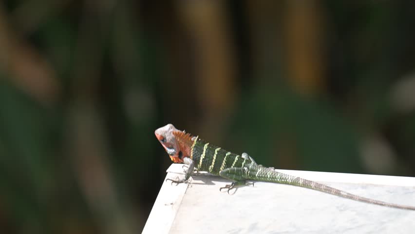 The Green Forest Lizard is displaying its bright red head and throat, indicating the breeding season.
