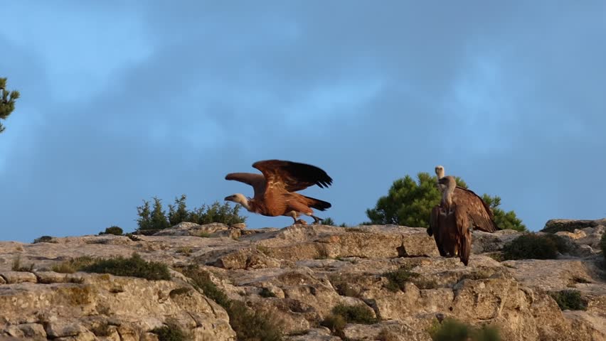 Griffon vulture Gyps fulvus flying between pine trees in the forest of Alt de les Pedreres, Sierra de Mariola natural park, Alcoy, Spain
