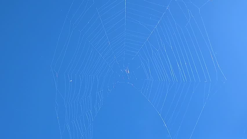 Prey, actually an object, flies into the web of a garden spider (Araneus diadematus) backlit, blue sky and a brisk wind