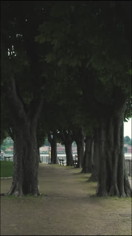 Vertical video, Park on the shore of a mountain lake, moving forward along a path between trees, slow motion