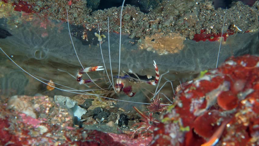 A striped shrimp with long whiskers and claws hid in a crevice between rocks on the sea floor. Banded boxer shrimp (Stenopus hispidus) 6 cm ID: red and white bands on the body and claw arms.