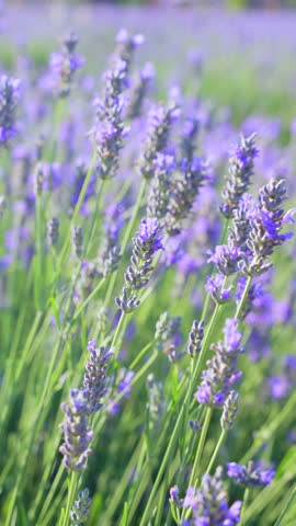 Vertical video Lavender field on a sunny day, lavender bushes in rows