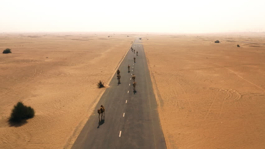 Drone view of camel herd walking on an empty highway in UAE desert