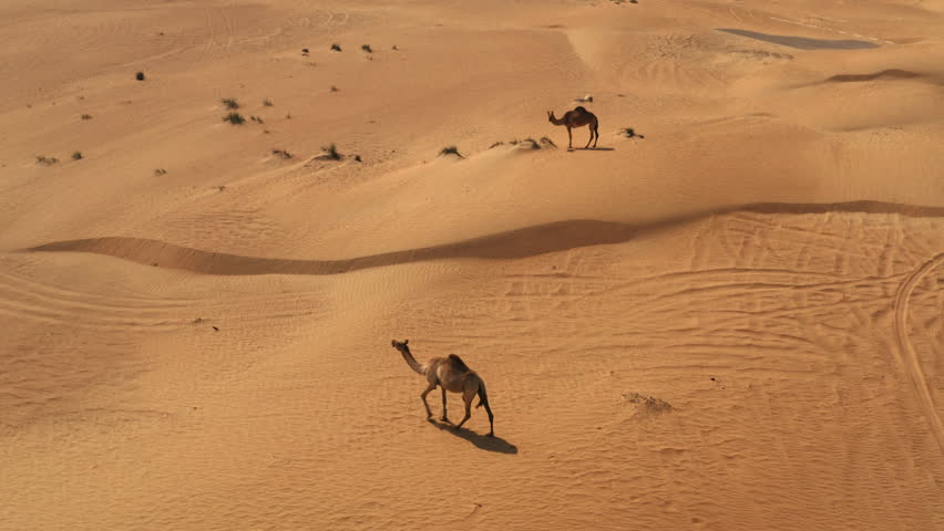 Drone view of a dromedary camel walking in desert dunes of United Arab Emirates