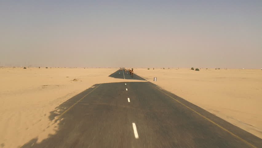 Drone view of camel herd walking on an empty highway in UAE desert