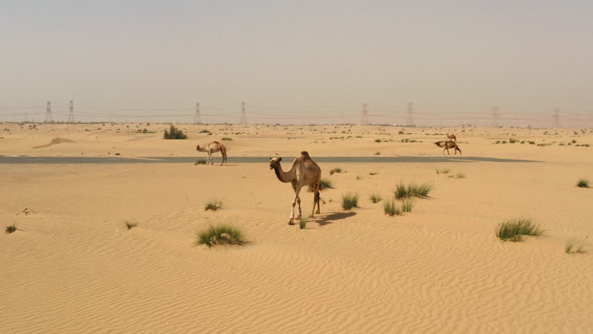 Dromedary camel eating grass in the UAE desert dunes, view from drones perspective