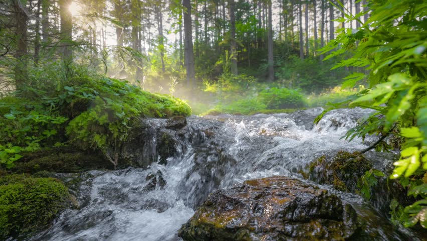 Stream with clear water in magical forest. Gimbal slow motion shot of beautiful foggy morning in summer wood. Morning sun breaks through tree branches, illuminating river and green leaves of trees