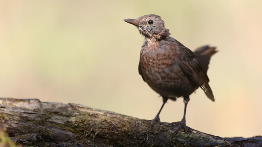 female Blackbird Turdus merula on the forest puddle bird batch time Poland Europe