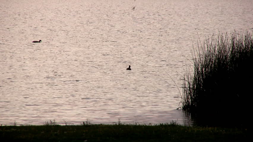 Late in the evening at sunset in the lake swim ducks, water-grass trembling in