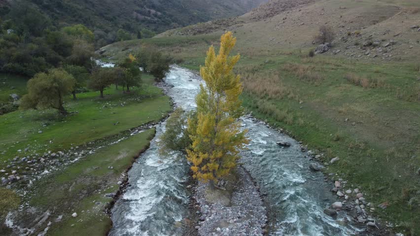 tree between river drone view autumn