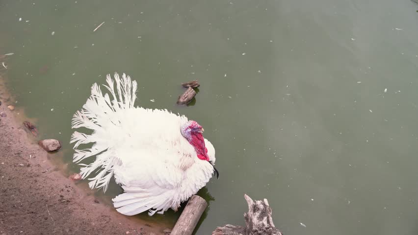 A turkey enjoys a peaceful moment by the water