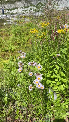 Mount Rainier National Park in August