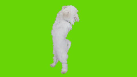 Dancing and jumping excited cute dog. Shot with red camera. Green screen ready to be keyed. 