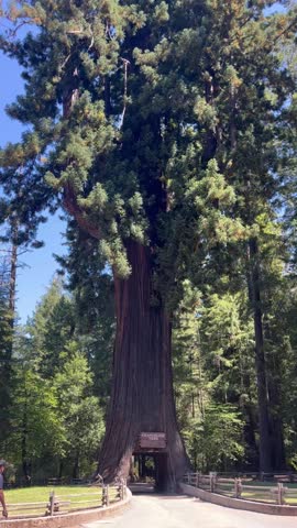 Driving Through The Redwood Forest