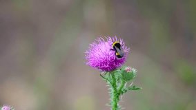 A bumblebee visits a blooming thistle flower, collecting pollen in a beautiful garden environment during warm daylight. Nature showcases the essential role of pollinators in ecosystems. - Powered by Shutterstock - Get 15% off with code: PIKWIZARD15