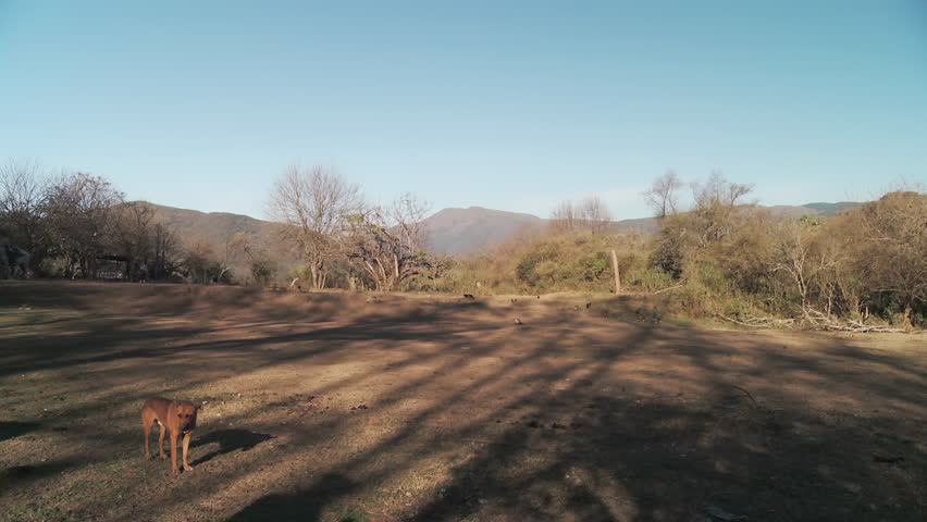 Gaucho with Dog and Horse Departing in Mountainous Countryside - 4K