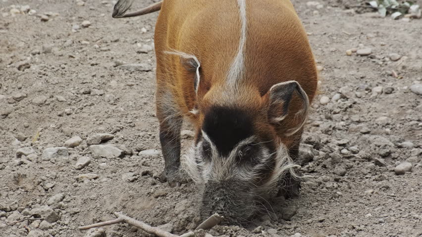 Bush pig or Red river hog (Potamochoerus porcus), african wild pig, 4k