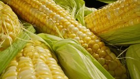 Pile of fresh raw organic sweetcorn. Golden corn with leaves on cob. Healthy nutrition. Vegetarian food. Harvested ear of corn. Plump kernels. Maize. Dolly shot in 4K, UHD - Powered by Shutterstock - Get 15% off with code: PIKWIZARD15