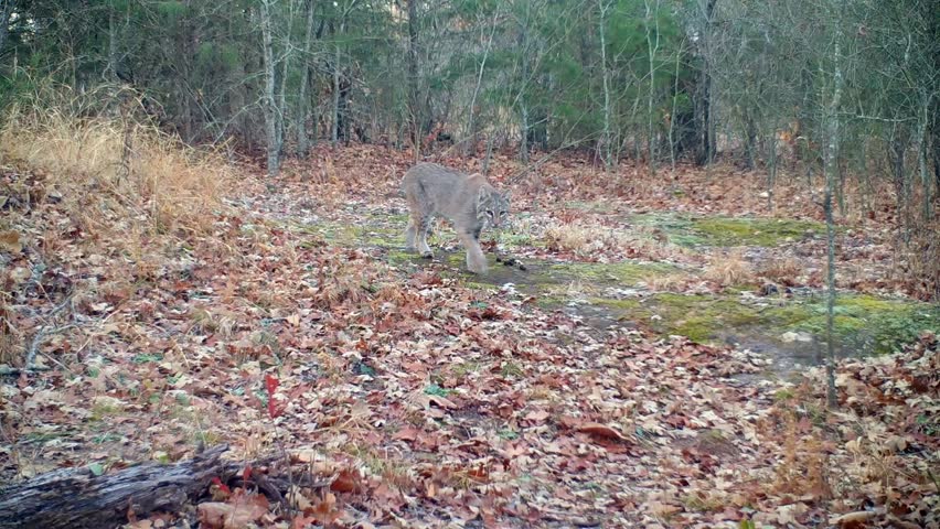 Bobcat walking through an opening in the woods in daylight