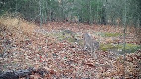 Bobcat walking through an opening in the woods in daylight - Powered by Shutterstock - Get 15% off with code: PIKWIZARD15