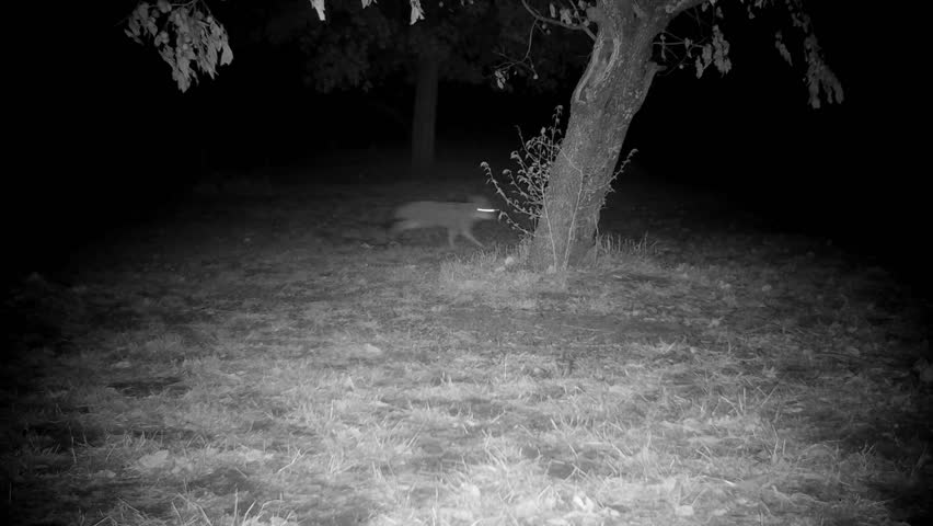 Three coyotes running through a backyard at night, with loud yipping