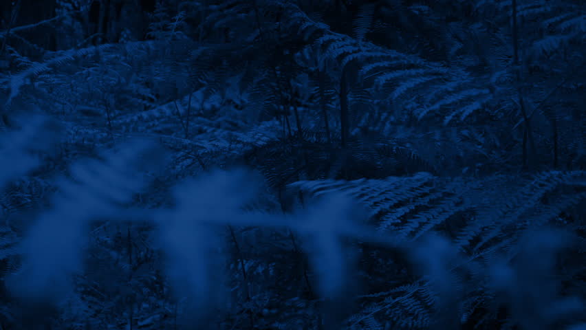 Person Runs Through The Forest At Night 3 Shots